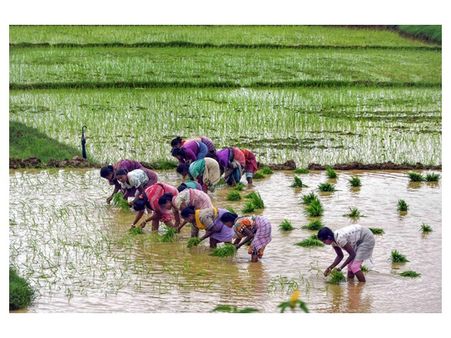 ഫെബ്രുവരി 24ന് ഒരു കോടി അക്കൗണ്ടിലേക്ക് പണമെത്തും; കിസാൻ സമ്മാൻ നിധി മോദിയുടെ വിധിയെഴുതുമോ?