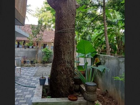 വൈലോപ്പിളളി ശ്രീധരമേനോന്റെ മാമ്പഴം കവിതയുടെ പിറവിക്കു പിന്നിലെ കഥ ഇതാണ്... ഇതാണാ അങ്കണത്തൈമാവ്!!