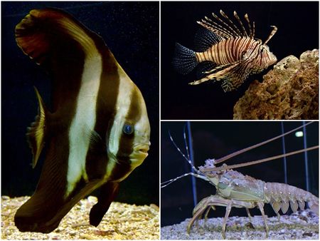 കടലിനടിയിലെ വിലപിടിപ്പുള്ള മുത്തുകൾ, ഏറ്റവും വലിയ മത്സ്യമായ തിമിംഗല സ്രാവ്, നീലതിമിംഗലങ്ങളുടെയും പെൻഗ്വിന്‍റെയും ഇഷ്ടഭക്ഷണമായ അന്‍റാർട്ടിക്കൻ ക്രിൽ; ആഴക്കടലിന്‍റെ വിസ്മയം മാടി വിളിക്കുന്നു!...