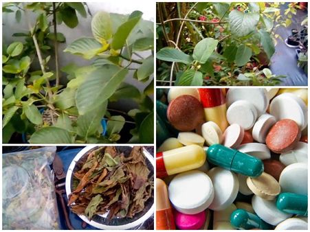 എല്ലാ വേദനകളും മാറ്റുന്ന അത്ഭുത മരുന്ന്; ക്രാറ്റം ഇലകൾക്ക് പിന്നാലെ അമേരിക്ക, അമ്പരപ്പോടെ ലോകം