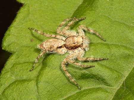 വയനാട് വന്യജീവി സങ്കേതത്തില്‍ പുതിയ ഇനം ചിലന്തി; ഏറ്റവും 'അടുത്ത ബന്ധു' ഓസ്‌ട്രേലിയയില്‍, മഹാവിസ്‌ഫോടന സിദ്ധാന്തത്തിന് പിന്തുണയേകും