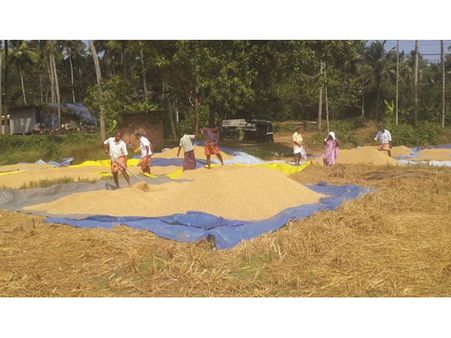 നെല്ല് സംഭരണത്തിന് അനുമതി വൈകി; തൃശ്ശൂർ വേലൂപ്പാടത്ത് കെട്ടിക്കിടക്കുന്നത് ടൺ കിടക്കിന് നെല്ല്!!