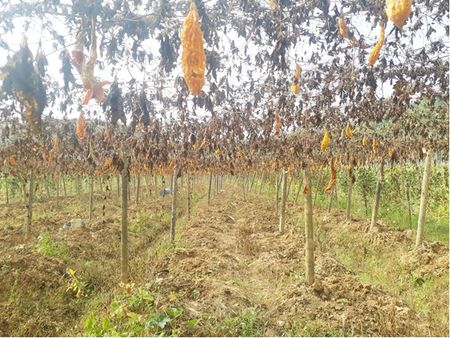 വൈറസ് ബാധ: കരിഞ്ഞുണങ്ങി പാവല്‍കൃഷിത്തോട്ടങ്ങള്‍; എടവക ഗ്രാമപഞ്ചായത്തില്‍ മാത്രം നശിച്ചത് 50 ഏക്കറോളം തോട്ടങ്ങള്‍