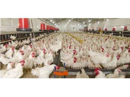 കോഴി വളര്‍ത്തുന്നതിനുമുണ്ട് ഒരു നിലവാരമൊക്കെ; ഇതാ ഒരു ചാത്തമംഗലം മാതൃക