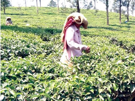 വേതന പരിഷ്‌ക്കരണത്തില്‍ കടുംപിടുത്തവുമായി മാനേജ്‌മെന്റുകള്‍: തോട്ടം തൊഴിലാളികള്‍ ദുരിതത്തില്‍; പ്രക്ഷോഭത്തിനൊരുങ്ങി ട്രേഡ് യൂണിയനുകള്‍