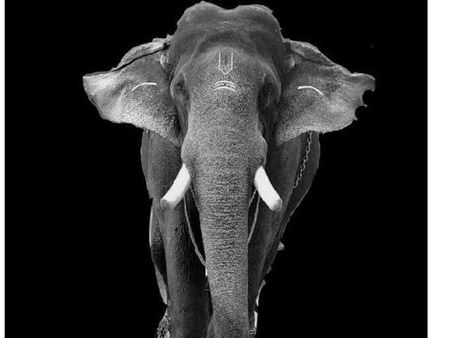 പൂരപ്രേമികളുടെ പ്രിയ ഗജവീരൻ‌ തിരുവമ്പാടി ശിവസുന്ദറിന്റെ ഓർമകൾക്ക് ഒരുവയസ്