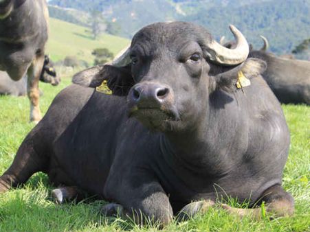 എരുമ വില്‍പ്പനയെ ചൊല്ലി തര്‍ക്കം; ആന്ധ്ര സ്വദേശി ഭാര്യയുടെ കാലുകള്‍ അരിഞ്ഞു മാറ്റി