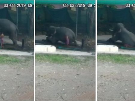 കാല്‍വഴുതി വീണ പാപ്പാന് മേല്‍ ആന കിടന്നു; കോട്ടയത്ത് പാപ്പാന് ദാരുണാന്ത്യം - വീഡിയോ