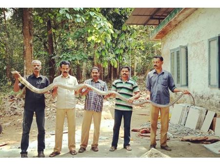 വീട്ടിന്റെ കുളിമുറിയില്‍ നിന്നും രാജവെമ്പാലയെ പിടികൂടി: 2019ല്‍ പിടികൂടിയത് നാല് രാജവെമ്പാലകളെ!!