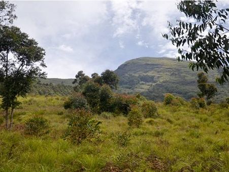 കാട്ടുതീ: മറയൂരില്‍ വിനോദസഞ്ചാരികള്‍ക്ക് വിലക്ക്! കച്ചാരം വെള്ളച്ചാട്ടത്തിലേക്കും പ്രവേശനമില്ല!