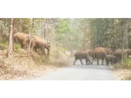 പൂയംകുട്ടി വനമേഖലയില്‍ അനധികൃത ട്രക്കിംഗ്: വന്യമൃഗങ്ങളുടെ ആവാസ വ്യവസ്ഥക്ക് വെല്ലുവിളി!!