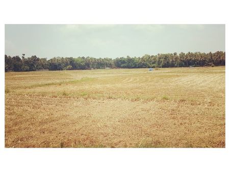 പ്രളയം പ്രതിസന്ധിയായില്ല; കാടുകുറ്റി ഗ്രാമപഞ്ചായത്തില്‍ നെല്‍കൃഷിക്ക് നൂറ് മേനി വിളവ്