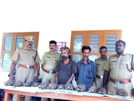 കുളത്തൂപ്പുഴയിൽ ആമവേട്ടക്കാർ പിടിയിൽ; രണ്ട് പേർ അറസ്റ്റിൽ, രണ്ട് പേർ ഓടി രക്ഷപ്പെട്ടു!