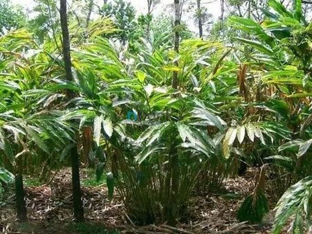 കടുത്ത വരള്‍ച്ച: ഹൈറേഞ്ചിലെ ഏലം കര്‍ഷകര്‍ പ്രതിസന്ധിയില്‍, ഏക്കറ് കണക്കിന് ഏലച്ചെടികൾ കരിഞ്ഞുണങ്ങി!