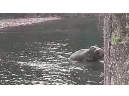 നാട്ടുക്കാര്‍ക്ക് കൗതുകമൊരുക്കി ഇടമലയാറില്‍ കാട്ടാനകളുടെ നീരാട്ട് ...!!!