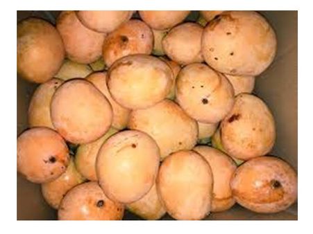 കുറ്റിയാട്ടൂര്‍ മാങ്ങയുടെ പെരുമ ഇനി ഗള്‍ഫിലേക്കും: കര്‍ഷകരെ ഉള്‍പ്പെടുത്തി പുതിയ പദ്ധതി!!