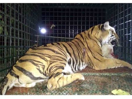 വയനാട്ടില്‍ വനംവകുപ്പ് വാച്ചറെ ആക്രമിച്ച കടുവ കൂട്ടിലായി; കൂട്ടിലായത് നാല് വയസുള്ള ആണ്‍കടുവ