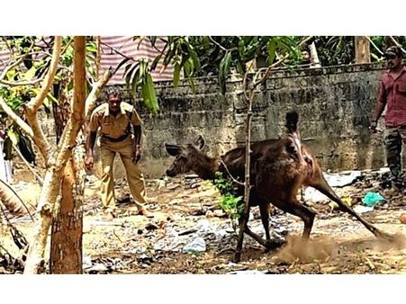 നാടുചുറ്റാനിറങ്ങിയ മ്ളാവിനെ : കാറിടിച്ചു , കണിയാപുരത്ത് നിന്ന് വനംവകുപ്പ് പിടികൂടി