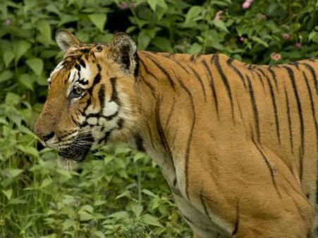 അതിരപ്പിള്ളി- മലക്കപ്പാറ മേഖലയില്‍ നരഭോജി കടുവയുടെ സാന്നിധ്യം സ്ഥിരീകരിച്ചു: ജനജീവിതം ഭീതിയില്‍!!