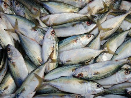 മത്തിയും അയലയും കിട്ടാനില്ല; വില കുത്തനെ വര്‍ധിച്ചു, ചൂട് കൂടിയത് പ്രതിസന്ധി ഇരട്ടിയാക്കി