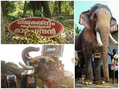 തൃശൂർ പൂരത്തിന് തെച്ചിക്കോട്ട് കാവ് രാമചന്ദ്രനെ എഴുന്നളളിക്കാൻ അനുമതി, കർശന ഉപാധികൾ