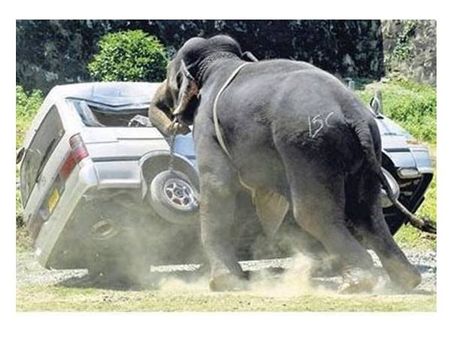 പുലര്‍ച്ചെ ആന വിരണ്ടത് നാടിനെ ഞെട്ടിച്ചു ,ചങ്ങല പൊട്ടിച്ചോടിയ ആന 6 വാഹനങ്ങള്‍ തകര്‍ത്തു