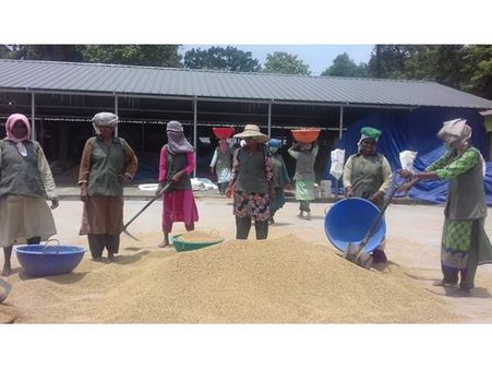 അതിജീവനത്തിന്റെ വിളവെടുപ്പ്: വിത്ത് ഉല്പാദന കേന്ദ്രത്തിൽ വീണ്ടും കാർഷിക വസന്തം