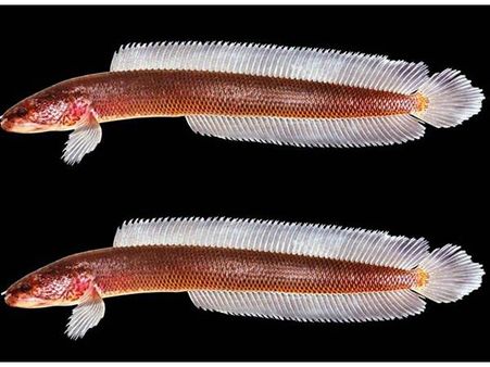 ഭൂ​​ഗ​​ര്‍ഭ ശു​​ദ്ധ​​ജ​​ലത്തില്‍ ജീ​​വി​​ക്കു​​ന്ന വ​​രാ​​ലിനെ കണ്ടെത്തി:ലോകത്ത് ആദ്യം കേരളത്തില്‍!