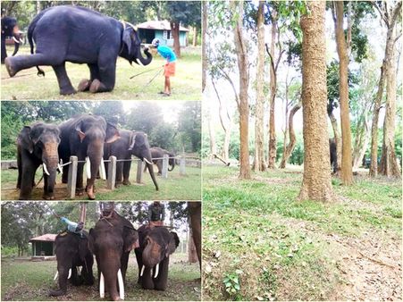 മുത്തങ്ങയില്‍ കൗതുകകാഴ്ചയായി കുംകിയാനകള്‍ക്കുള്ള പരിശീലനം; പന്തിയിലുള്ളത് മൂന്ന് ആനകള്‍, പരിശീലന കാലാവധി ആറ് മാസം