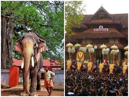 തെച്ചിക്കോട്ട്കാവ് രാമചന്ദ്രൻ ആരോഗ്യവാൻ; മദപ്പാടില്ലെന്ന് ഡോക്ടർമാർ, തൃശൂർ പൂരത്തിന് എത്തിയേക്കും