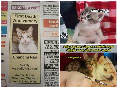 മുട്ടന്‍ കോമഡിയായ ഒരു ചരമവാർഷികം!!! ചുഞ്ചു നായർ പൂച്ചയ്ക്ക് സോഷ്യല്‍ മീഡിയയിൽ പൊങ്കാല... മരണകാരണം!!!