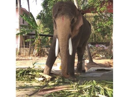 അവസാനം വിലക്കുകളും നിയമങ്ങളും 'വഴിമാറി'... തൃശൂര്‍ പൂരത്തിന് നെയ്തലക്കാവ് ഭഗവതിയുടെ തിടമ്പേറ്റി തെക്കേഗോപുരനട തുറക്കാന്‍ ഏകഛത്രാധിപതി എത്തും?