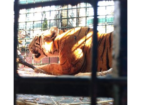 കടുവകളുടെ എണ്ണത്തില്‍ വയനാട് ഒന്നാമത്; നിരീക്ഷണക്യാമറകളില്‍ കുടുങ്ങിയത് 84 കടുവകള്‍; സംസ്ഥാനത്താകെ 176 കടുവകളെന്നും കണക്കുകള്‍