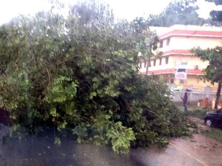 വേനല്‍മഴയിലും കാറ്റിലും വയനാട്ടില്‍ വ്യാപകനാശനഷ്ടങ്ങള്‍; ഇടിമിന്നലില്‍ വീടുകള്‍ തകര്‍ന്നു; മരം വീണ് ഗതാഗതം സ്തംഭിച്ചു