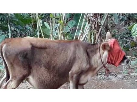 നെടുംകണ്ടത്ത് തെരുവുനായ കടിച്ച പശുകിടാവിന് പേവിഷബാധ...!!! മേഖലയില്‍ നായശല്യം രൂക്ഷം