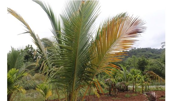 മലയോരമേഖലയില്‍ തെങ്ങുകള്‍ക്ക് മഞ്ഞളിപ്പ് രോഗം പടരുന്നു; കേര കര്‍ഷകര്‍ക്ക് ഇരുട്ടടി