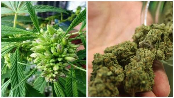 കഞ്ചാവടി തുടങ്ങിയത് ഇന്നോ ഇന്നലെയോ അല്ല... സഹസ്രാബ്ദങ്ങള്‍ക്കും മുമ്പ്; ചൈനയിൽ നിന്ന് തെളിവുകൾ