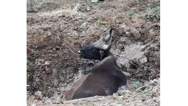 പശ്ചിമഘട്ടത്തിലും കൊടും വരള്‍ച്ച; ജലമൂറ്റിയെടുത്ത് മനുഷ്യന്‍... കുഴിയില്‍ പെട്ട കാട്ടുപോത്തിന് മരണം