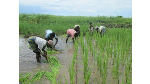 പത്തനംതിട്ട ജില്ലയില്‍ സ്മാര്‍ട്ട് അഗ്രിവില്ലേജ് ഒരുങ്ങുന്നു; ജില്ലയില്‍ കുടുംബശ്രീ മാതൃകാ കാര്‍ഷിക ഗ്രാമങ്ങള്‍ തുടങ്ങുന്നു, 