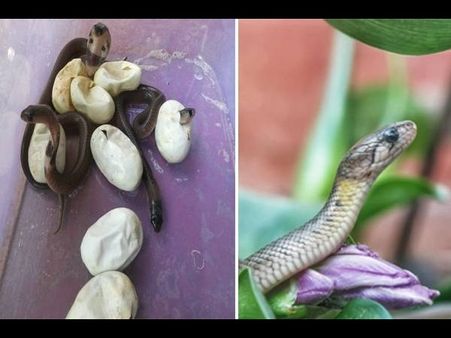 സ്കൂളുകളിൽ മാത്രമല്ല, പറശ്ശിനിക്കടവ് സ്‌നേക്ക് പാര്‍ക്കിലും പ്രവേശനോത്സവം, നവാഗതരായെത്തിയത് 74 പാമ്പിന്‍കുഞ്ഞുങ്ങള്‍!