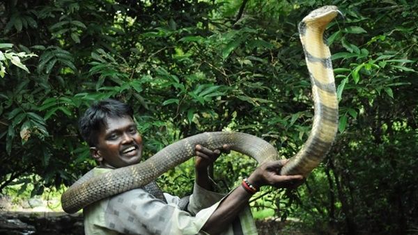 വിമര്‍ശനങ്ങള്‍ അതിരു കടന്നു; വാവ സുരേഷ് പാമ്പ് പിടുത്തം അവസാനിപ്പിച്ചു