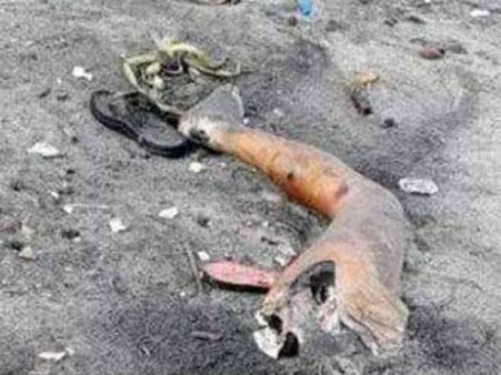 കൊച്ചിയില്‍ ദുരൂഹത പടര്‍ത്തി സ്ത്രീയുടെ കാലുകള്‍ തീരത്തടിഞ്ഞു; പുരുഷന്റെ തലയും ഉടലും...