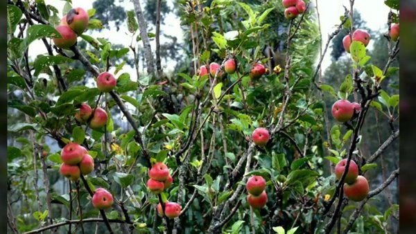  മധുരമൂറുന്ന ആപ്പിളുകളെ കാത്ത് മറയൂരും കാന്തല്ലൂരും; അഞ്ചുനാട്ടിൽ ആപ്പിളുകാലം... ഓണത്തോടെ തോട്ടങ്ങളിൽ ആപ്പിളുകൾ പാകമാകും!