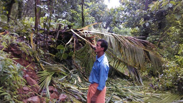 പയ്യാവൂരില്‍ വീണ്ടും കാട്ടാനയിറങ്ങി; വന്‍കൃഷിനാശം,  ഭീതിയോടെ ജനങ്ങൾ...