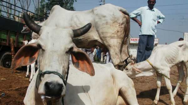 ഗുജറാത്തിൽ ട്രെയിനിടിച്ച് പശു ചത്തു, ലോക്കോ പൈലറ്റിനെ ആക്രമിക്കാൻ ഗോരക്ഷക ഗുണ്ടകളുടെ ശ്രമം!