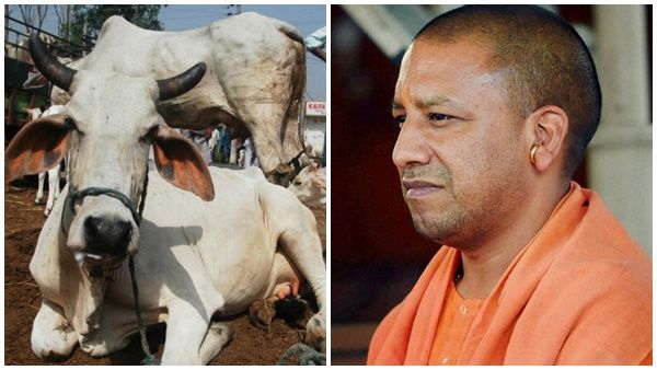 ഉത്തർപ്രദേശിൽ പശുക്കൾ കൂട്ടത്തോടെ ചത്തൊടുങ്ങുന്നു; വടിയെടുത്ത് യോഗി ആദിത്യനാഥ്, കർശന നടപടി