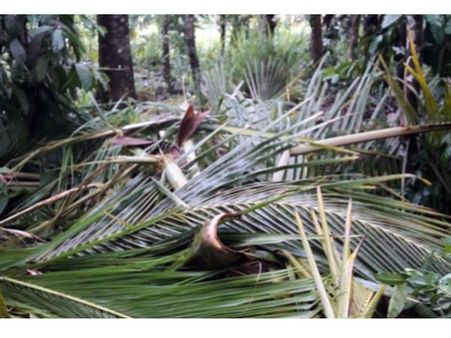 തിരുനെല്ലി ഗ്രാമപഞ്ചായത്തില്‍ കാട്ടാനകളുടെ വിളയാട്ടം; ലക്ഷങ്ങളുടെ വിളനാശം; നഷ്ടപരിഹാര വിതരണവും നടക്കുന്നില്ല; ജനങ്ങള്‍ ഭീതിയില്‍