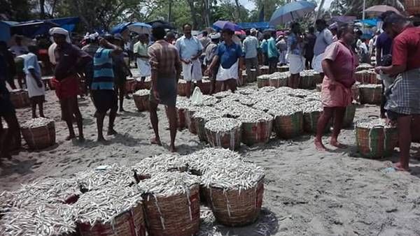 പരമ്പരാഗത മത്സ്യത്തൊഴിലാളികൾക്ക് പ്രതീക്ഷ നൽകി നീർക്കുന്നം കടപ്പുറത്ത് ചാകര