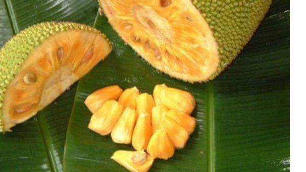 ചക്കക്കുരു കനലിൽ ചുട്ടതു വേണോ? ചക്കയുടെ മധുരം രുചിച്ചറിയാം, ചക്കയുടെ പ്രാധാന്യം ബോധ്യപ്പെടാം, ഉള്ളിയേരി ബസ് സ്റ്റാന്‍ഡ് പരിസരത്ത് ചക്ക മഹോത്സവം!