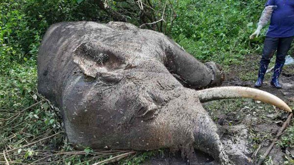 ലോറിയിടിച്ച് ചെരിഞ്ഞ കാട്ടാനയുടെ ജഡം സംസ്‌ക്കരിച്ചു; ബാവലി വനത്തില്‍ കാട്ടാനയെ ചെരിഞ്ഞ നിലയില്‍ കണ്ടെത്തി, ആനയുടെ ജഢം കടുവ ഭക്ഷിച്ച നിലയില്‍!